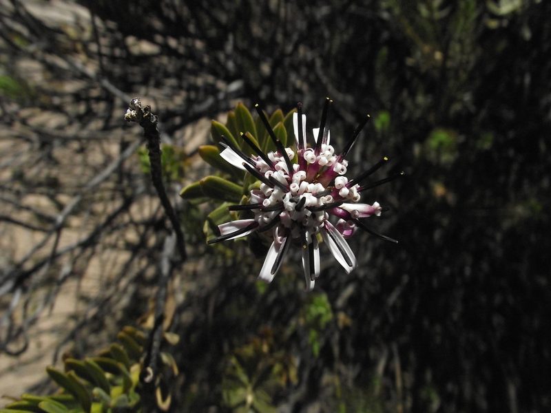 Plazia daphnoides, photographed by Aira Francisca Faúndez Fallau