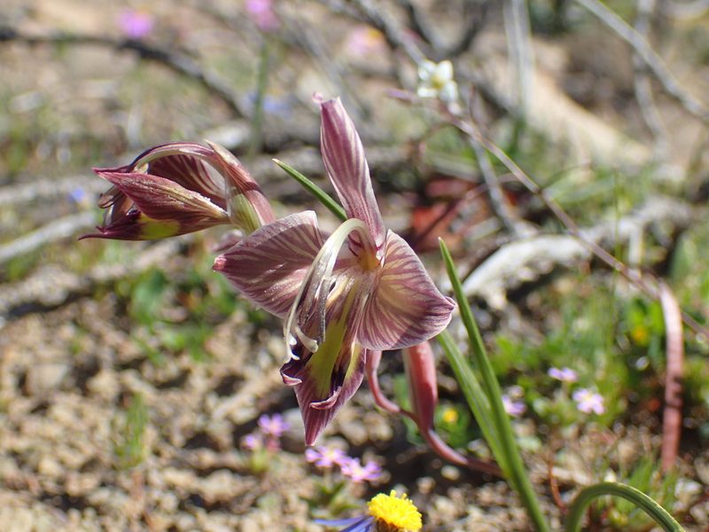 Gladiolus ceresianus, photographed by Mahomed Desai