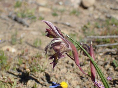 Gladiolus ceresianus, photographed by Mahomed Desai