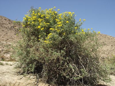 Solanum lycopersicoides, photographed by Aira Francisca Faúndez Fallau