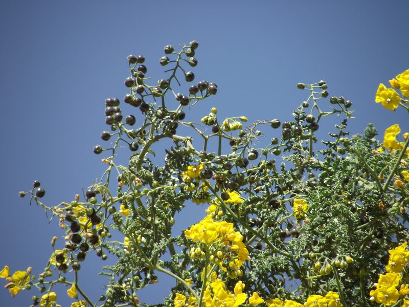 Solanum lycopersicoides, photographed by Aira Francisca Faúndez Fallau
