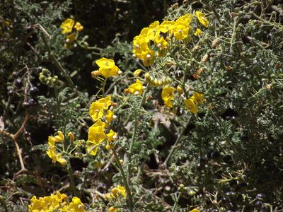 Solanum lycopersicoides, photographed by Aira Francisca Faúndez Fallau