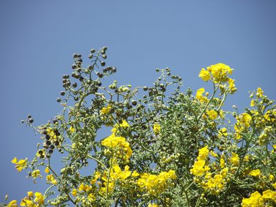 Solanum lycopersicoides, photographed by Aira Francisca Faúndez Fallau