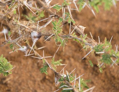 Vachellia drepanolobium, photographed by Seig
