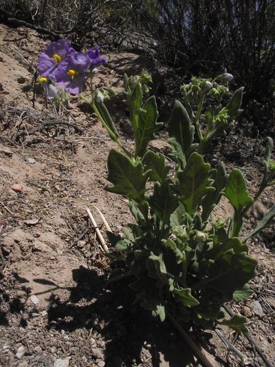 Solanum paposanum, photographed by Aira Francisca Faúndez Fallau