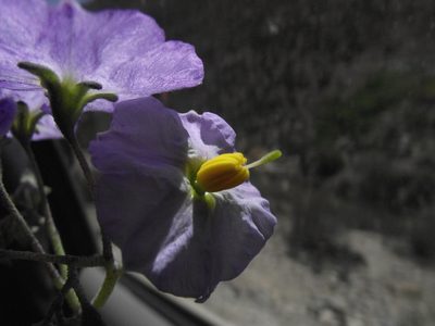 Solanum paposanum, photographed by Aira Francisca Faúndez Fallau