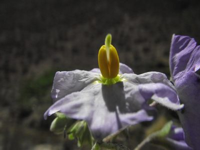 Solanum paposanum, photographed by Aira Francisca Faúndez Fallau