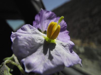 Solanum paposanum, photographed by Aira Francisca Faúndez Fallau