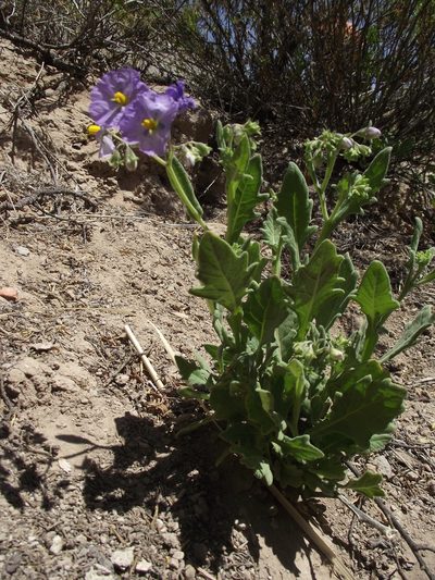 Solanum paposanum, photographed by Aira Francisca Faúndez Fallau