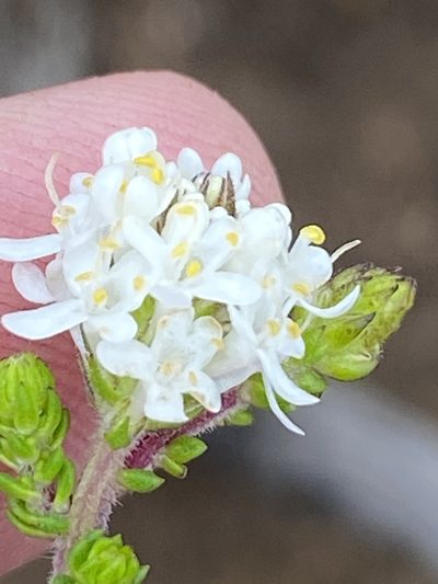 Selago brevifolia, photographed by Dave U