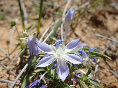 Lapeirousia montana, photographed by Mahomed Desai