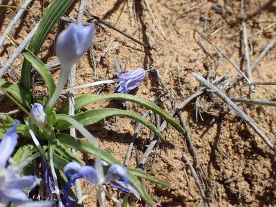 Lapeirousia montana, photographed by Mahomed Desai