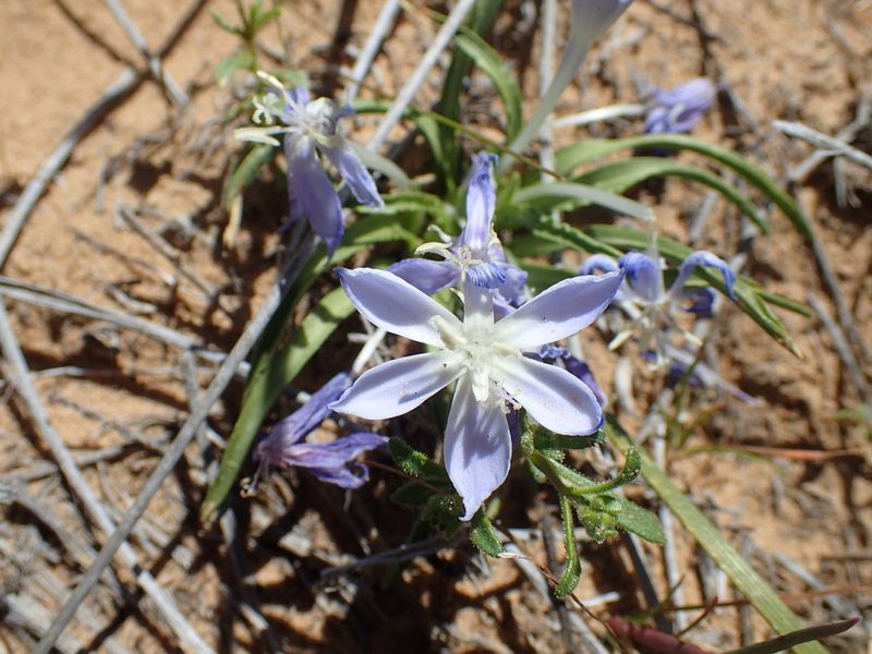 Lapeirousia montana, photographed by Mahomed Desai