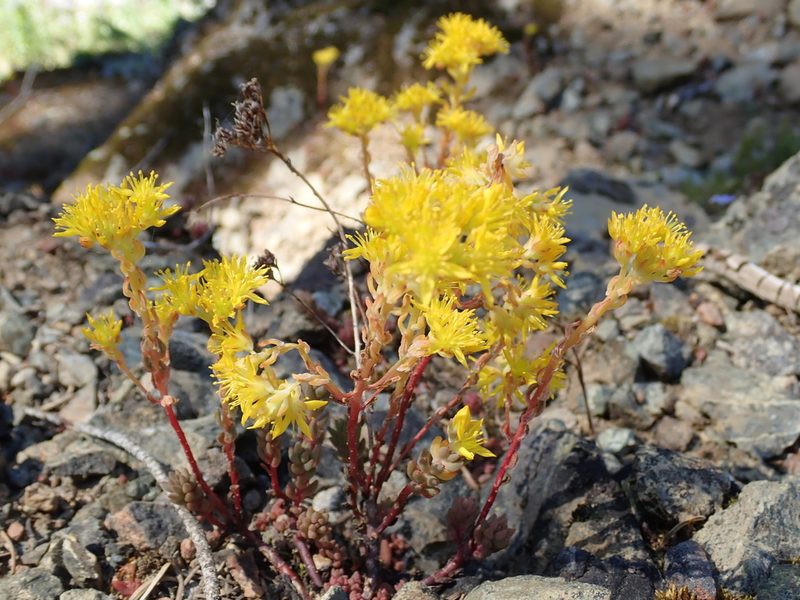 Sedum rupicola, photographed by John Brew