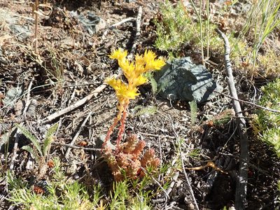 Sedum rupicola, photographed by John Brew
