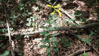 Solidago ulmifolia, photographed by John Abrams