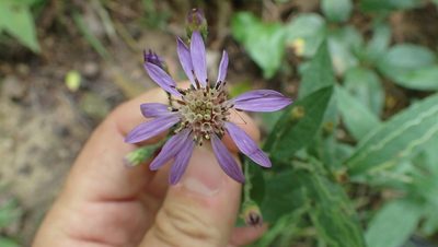 Symphyotrichum phlogifolium, photographed by John Abrams