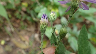 Symphyotrichum phlogifolium, photographed by John Abrams