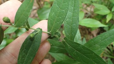 Symphyotrichum phlogifolium, photographed by John Abrams