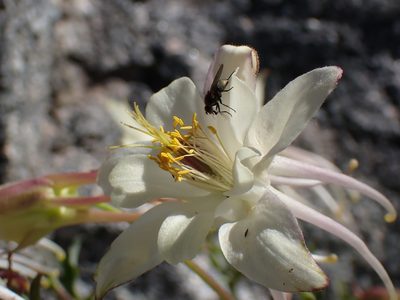 Aquilegia pubescens, photographed by Martin Purdy