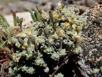 Draba subumbellata, photographed by Martin Purdy