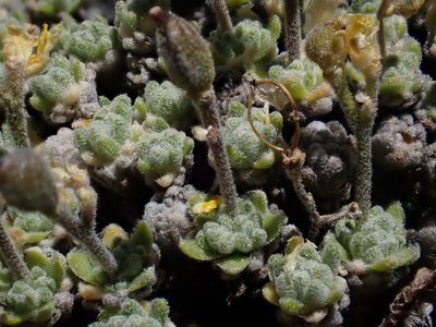 Draba subumbellata, photographed by Martin Purdy