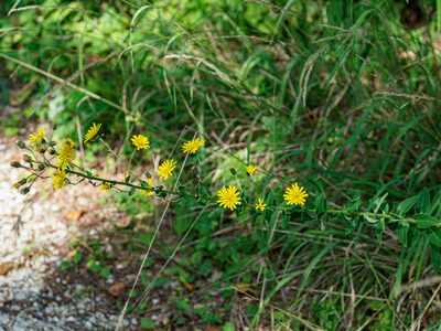 Hieracium laevigatum, photographed by rainerburkard