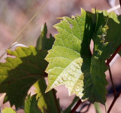 Vitis acerifolia, photographed by Catherine C. Galley
