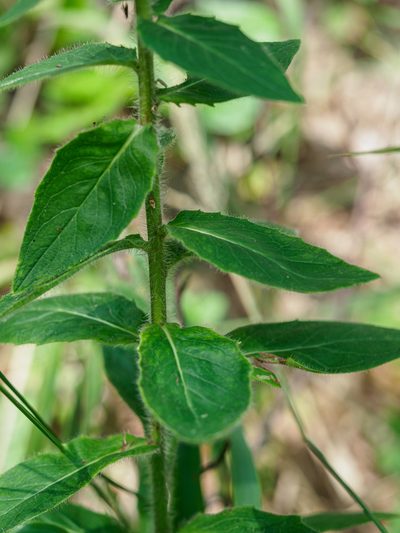 Hieracium laevigatum, photographed by rainerburkard