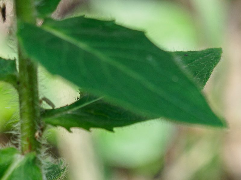 Hieracium laevigatum, photographed by rainerburkard