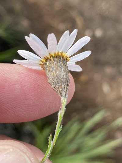Athrixia heterophylla, photographed by Dave U