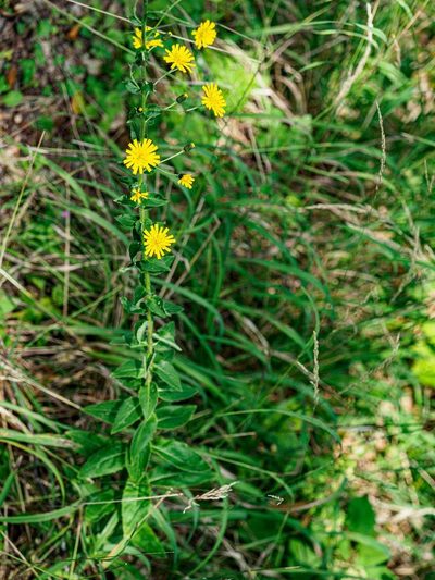 Hieracium laevigatum, photographed by rainerburkard