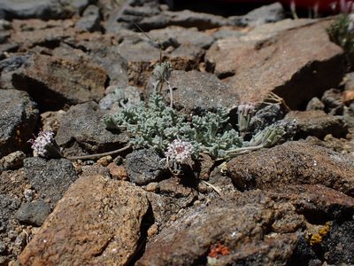 Chaenactis alpigena, photographed by Martin Purdy