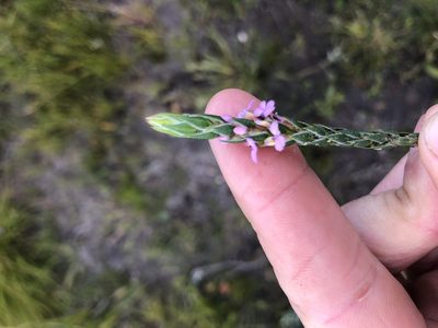 Muraltia collina, photographed by Sean Privett