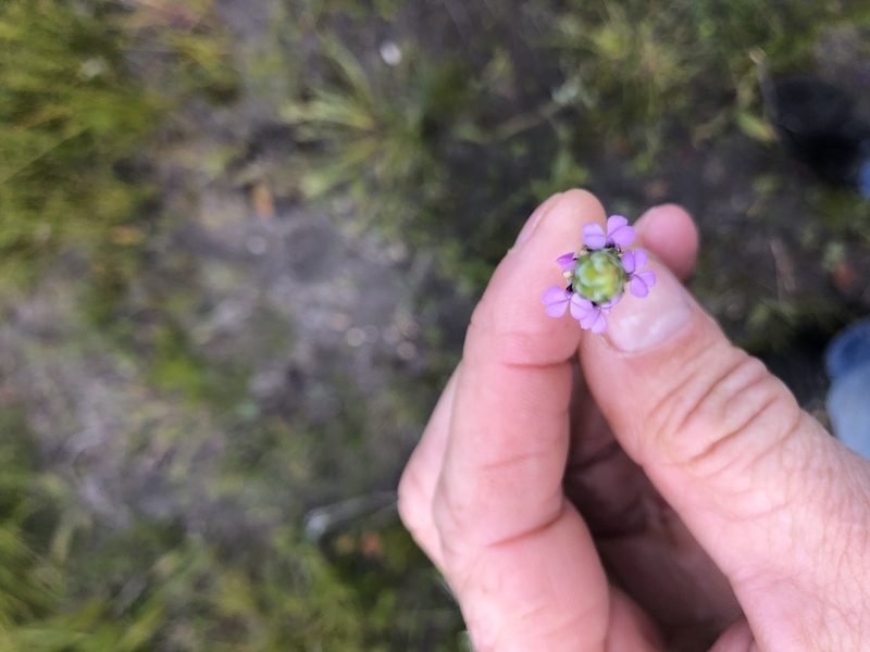 Muraltia collina, photographed by Sean Privett
