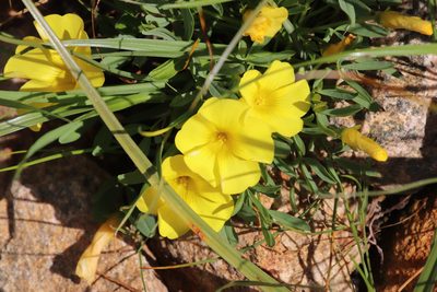 Oxalis namaquana, photographed by Tony Rebelo