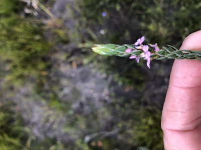 Muraltia collina, photographed by Sean Privett
