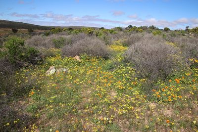 Senecio abruptus, photographed by Tony Rebelo