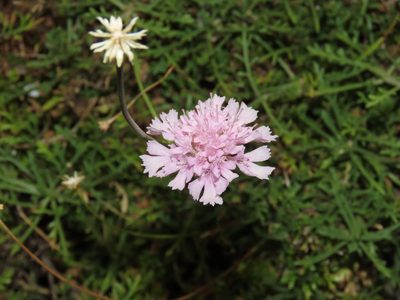Lomelosia crenata, photographed by Emanuele Santarelli