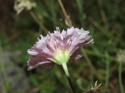 Lomelosia crenata, photographed by Emanuele Santarelli