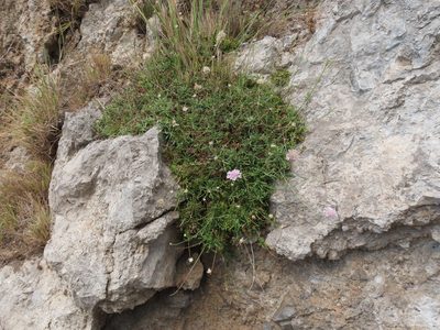 Lomelosia crenata, photographed by Emanuele Santarelli