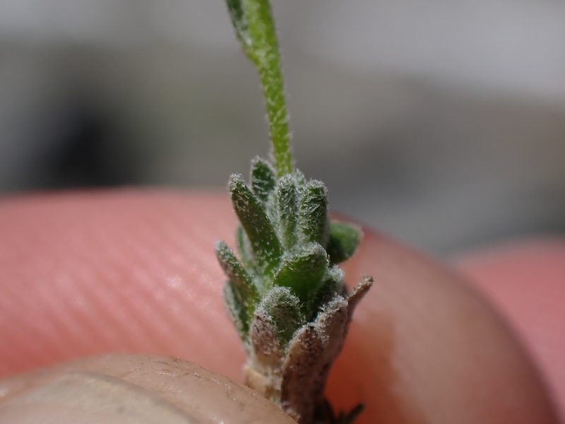 Draba subumbellata, photographed by Martin Purdy