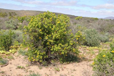 Didelta spinosa, photographed by Tony Rebelo