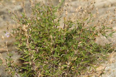 Spergularia rupicola, photographed by Stephen James McWilliam