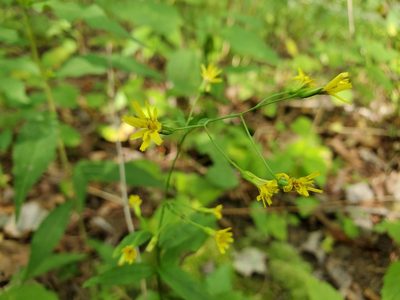 Hieracium paniculatum, photographed by Tom Field