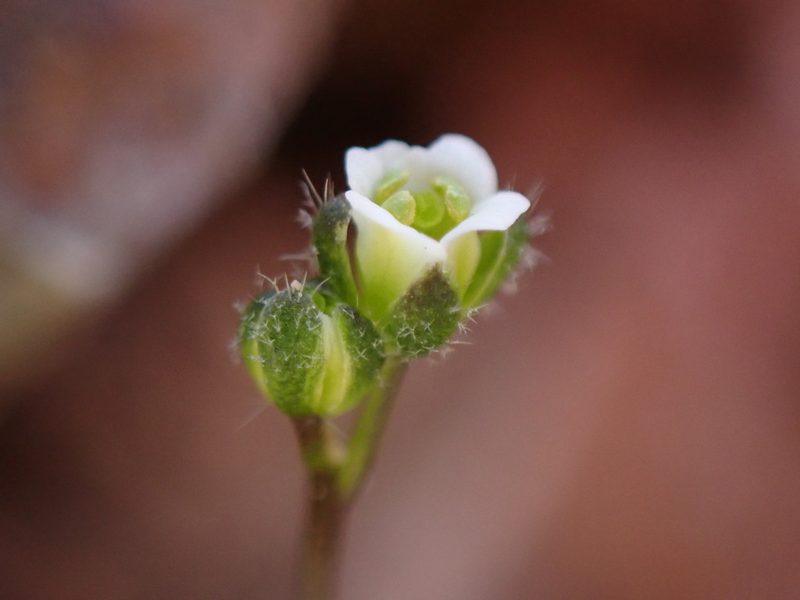 Draba lonchocarpa, photographed by Martin Purdy