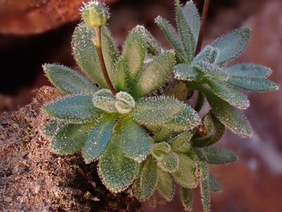Draba lonchocarpa, photographed by Martin Purdy
