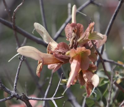 Salvia lanceolata, photographed by Tony Rebelo