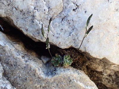 Draba lonchocarpa, photographed by Martin Purdy