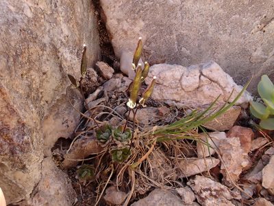 Draba lonchocarpa, photographed by Martin Purdy